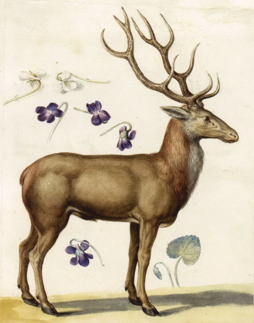 Studio di cervo e fiori - Österreichische Nationalbibliothek, Vienna